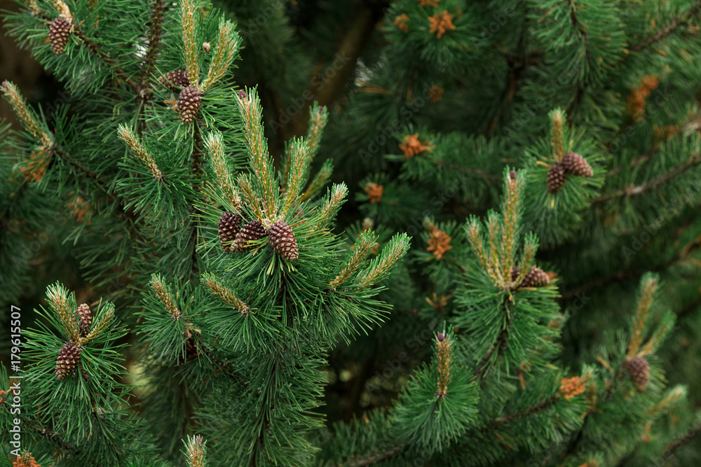 Background of Christmas tree branches Background of Christmas tree branches