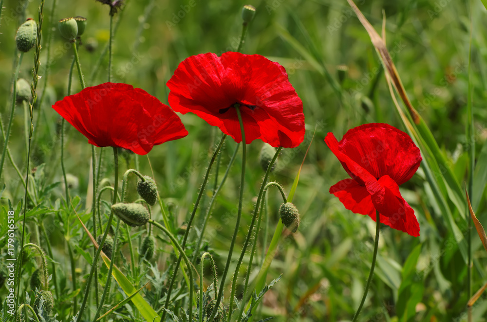Fototapeta premium Red poppy flowers blooming in the green grass field, floral natural spring background, can be used as image for remembrance and reconciliation day