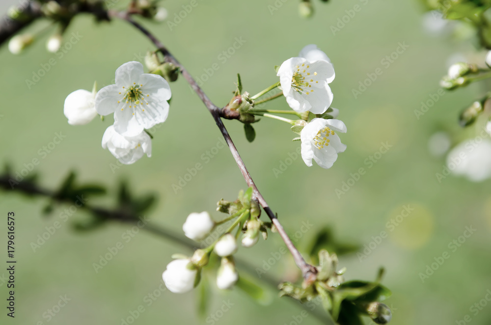 Blossoming of cherry flowers in spring time, natural seasonal floral background Blossoming of cherry flowers in spring time, natural seasonal floral background