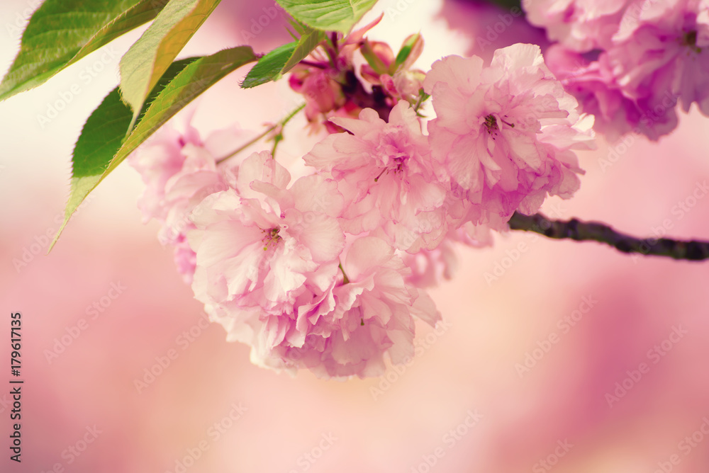 Obraz premium Fresh pink flowers of sakura growing in the garden, natural spring outdoor background