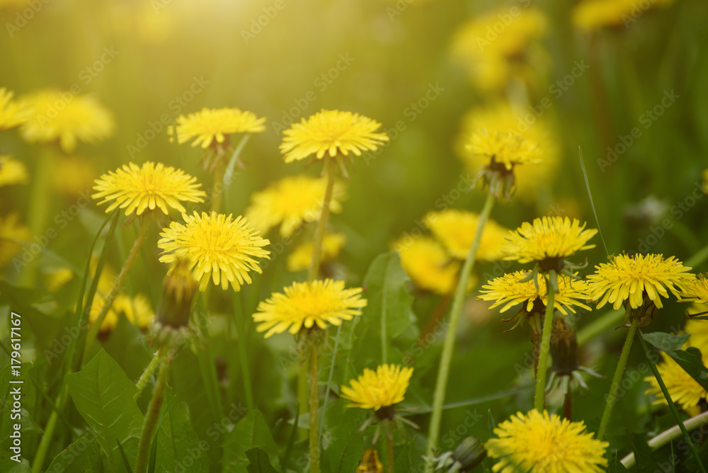 Dandelion yellow flower growing in spring time on the green grass with sun rays Dandelion yellow flower growing in spring time on the green grass with sun rays