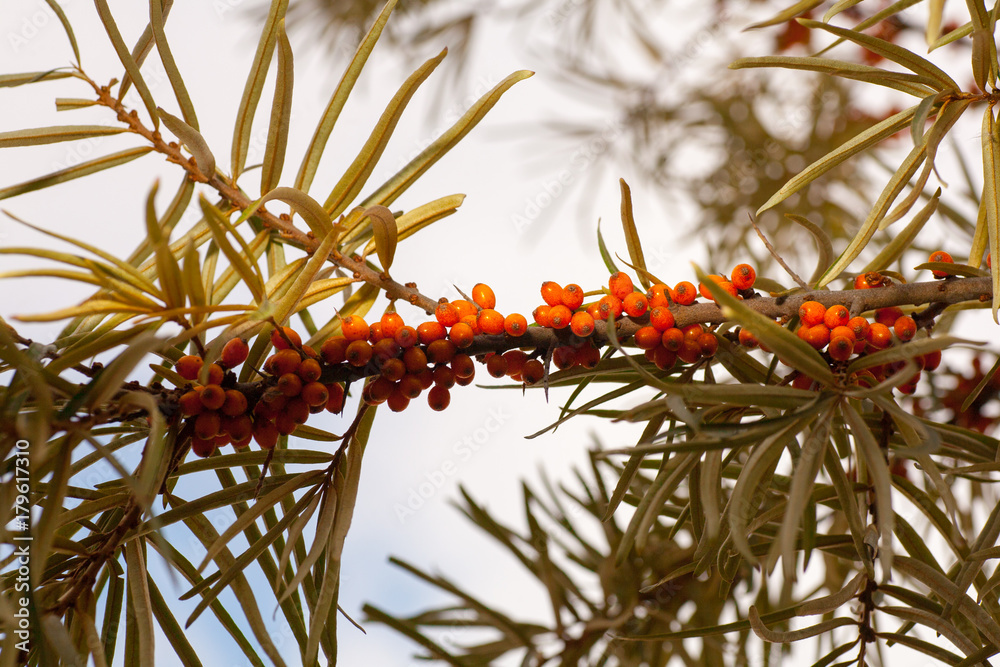 fruits of sea buckthorn garden healthy vitamins beautiful bright yellow autumn on a tree branch in the forest fruits of sea buckthorn garden healthy vitamins beautiful bright yellow autumn on a tree branch in the forest