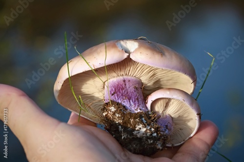 Photos Palm with violet blewit mushroom with light brown cap and white gills (Lepista p