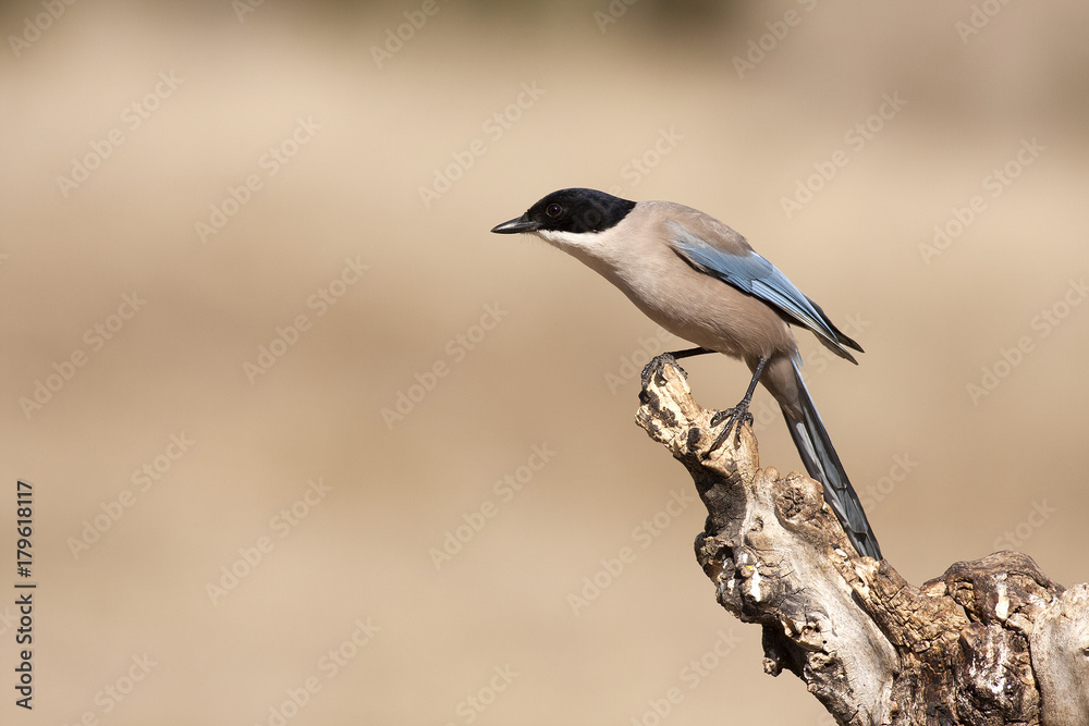 Cyanopyca cyanus Cyanopyca cyanus