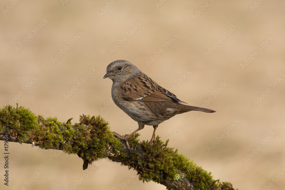 Prunella modularis Prunella modularis