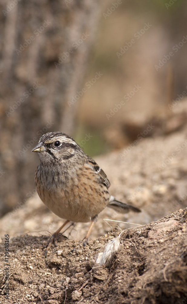 Obraz premium Rock bunting