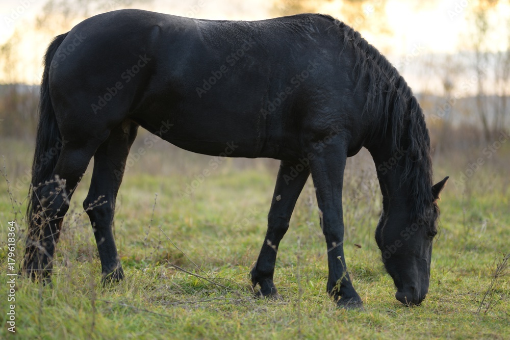 beautiful black horse