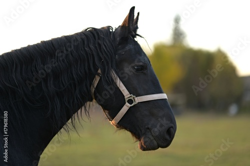 beautiful black horse