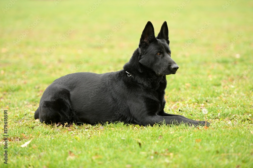 Chien de Garde détouré