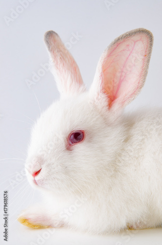 White rabbit in easter animal concept