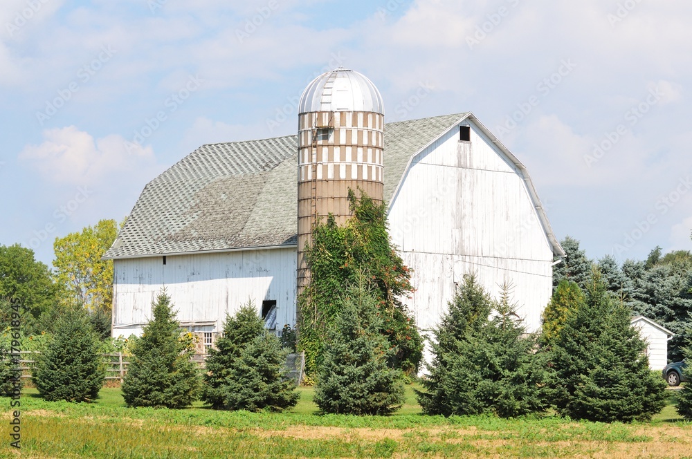White Barn and Pines White Barn and Pines