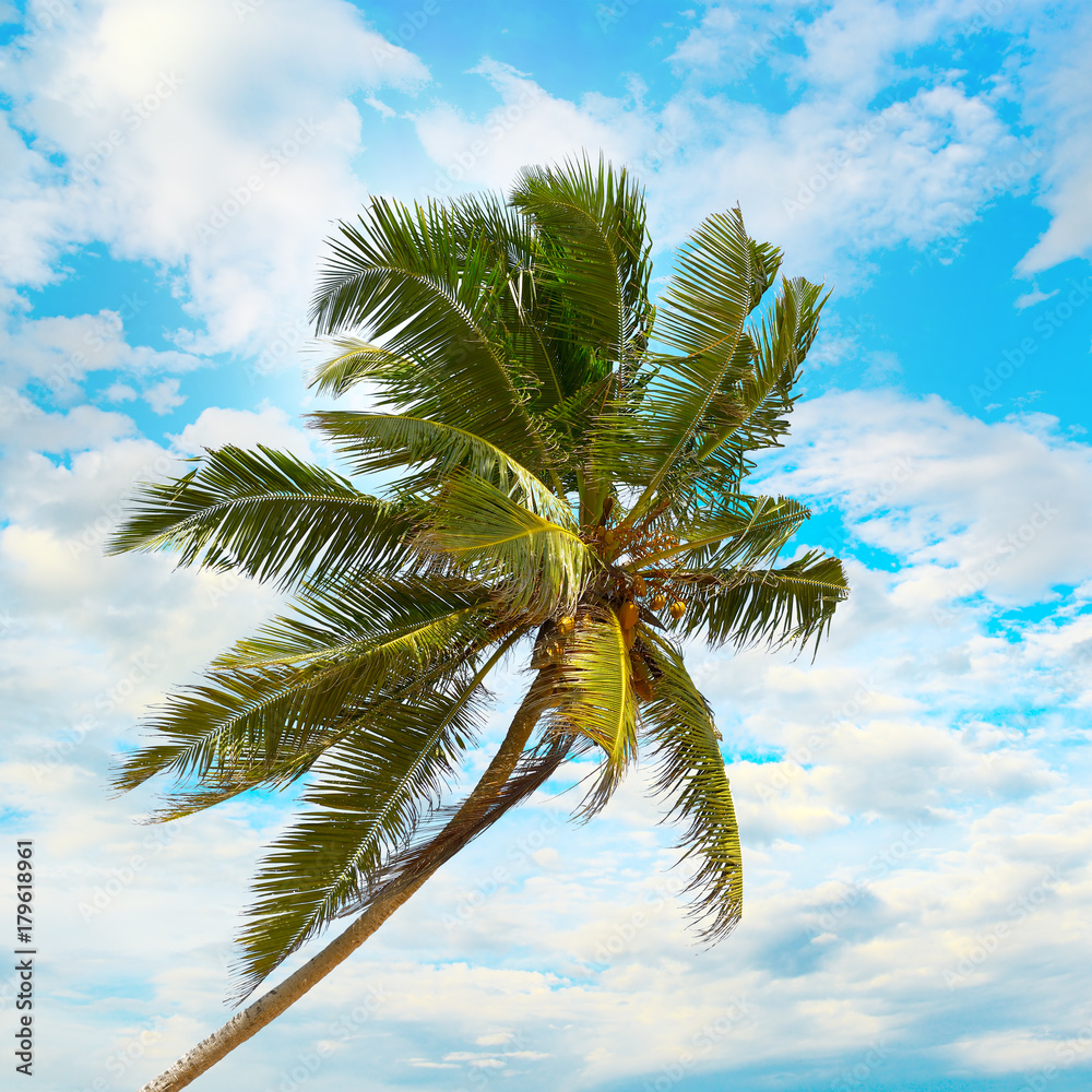 Fototapeta Przechylona kokosowa palma na tle niebieskie niebo