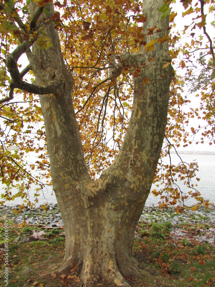 Fototapeta premium autumn day, beautiful autumn, walk