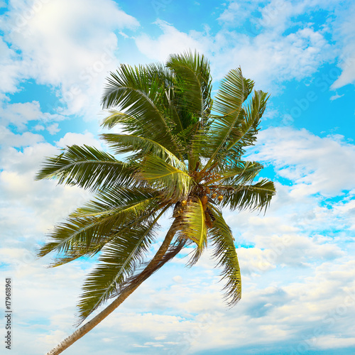 Tilted coconut palm on background the blue sky