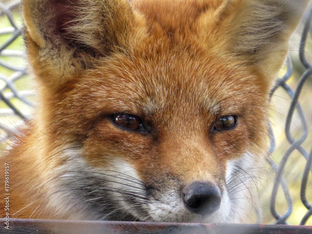 Close Up Of A Beautiful Red Fox Animal Close Up Of A Beautiful Red Fox Animal