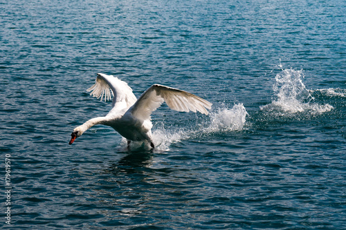 swan © vincent