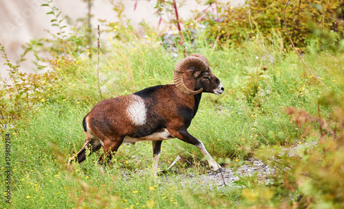 beautiful male wild muflon walking