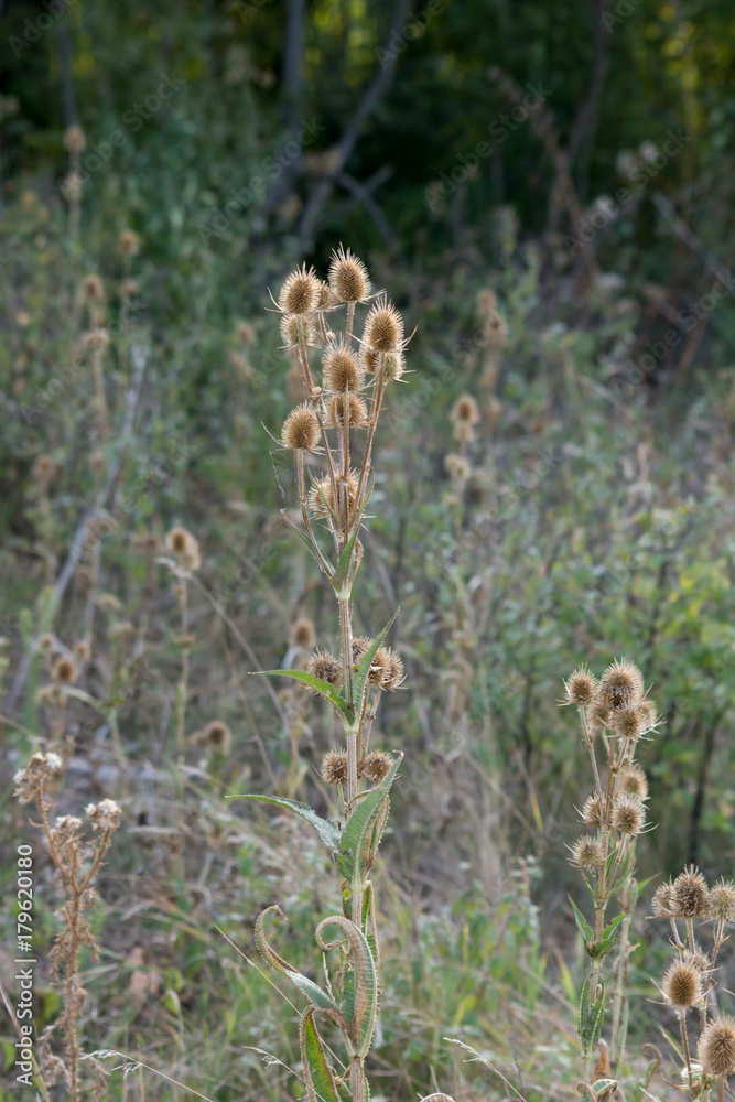 The Dipsacus laciniatus The Dipsacus laciniatus