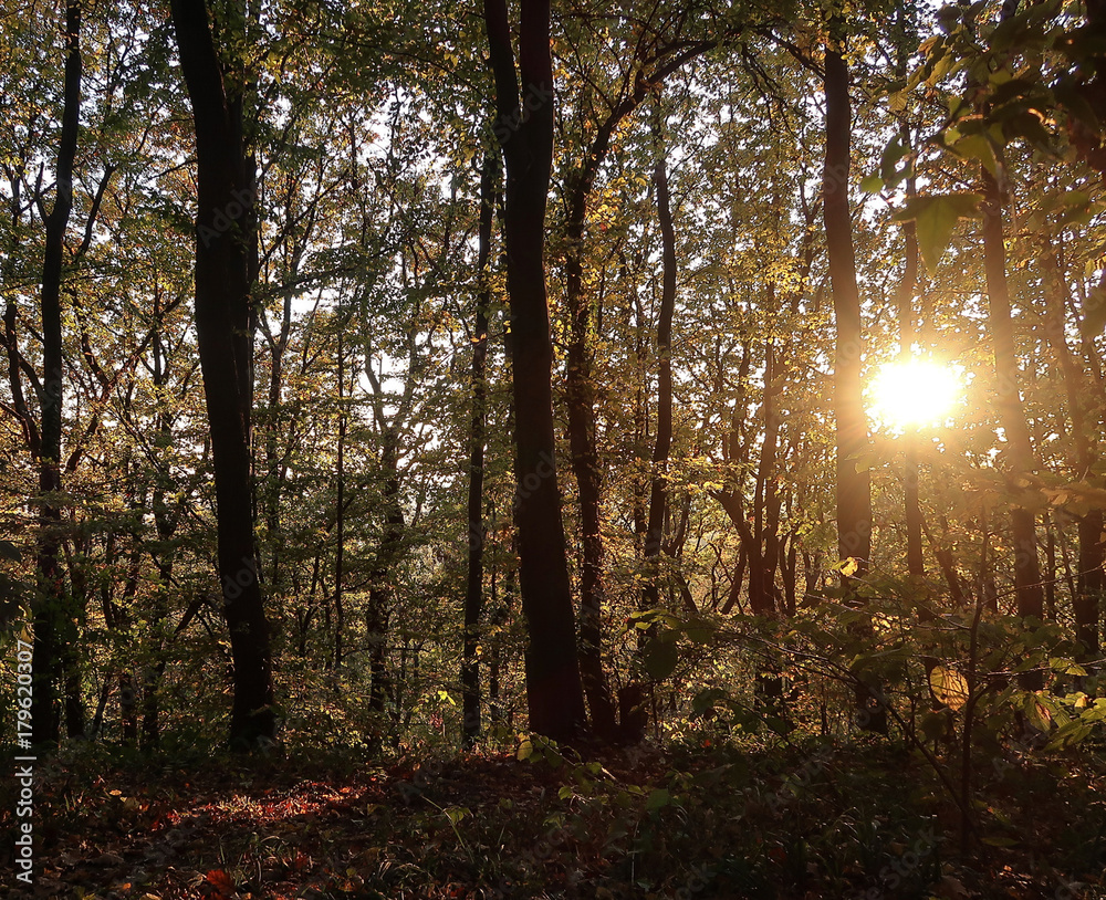 Obraz premium Sunset in the autumn forest in the evening