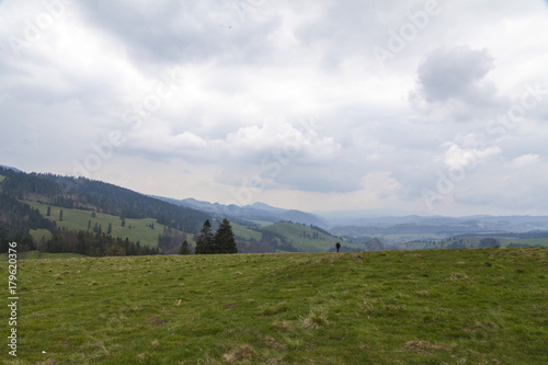 beautiful meadow on the mountains in the spring time