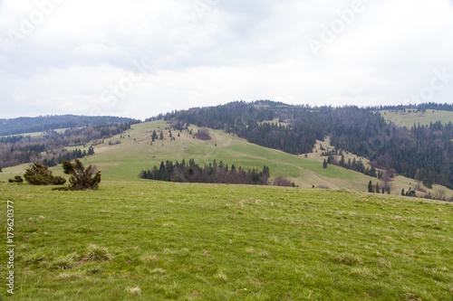 beautiful meadow on the mountains in the spring time