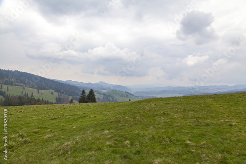 beautiful meadow on the mountains in the spring time