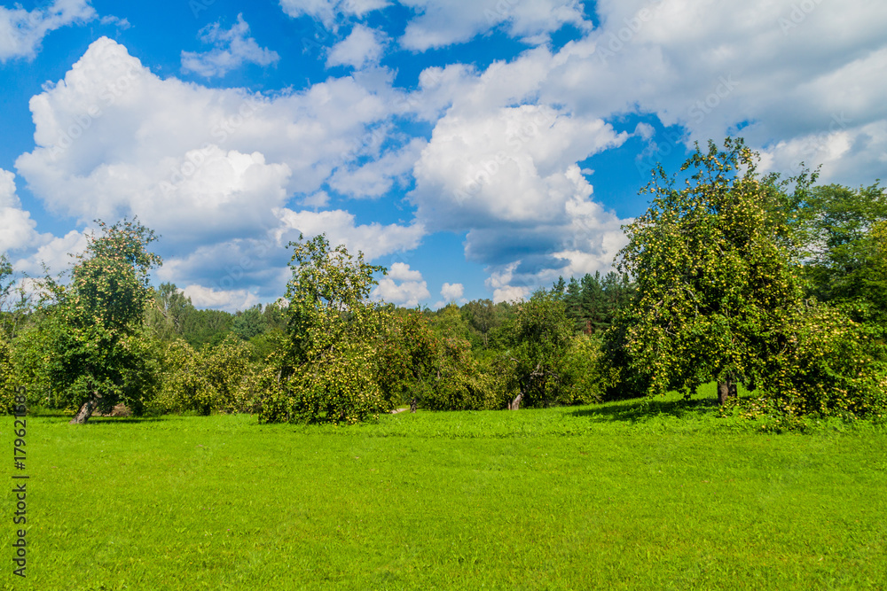 Apple trees in Turaida Museum Reserve, Latvia Apple trees in Turaida Museum Reserve, Latvia