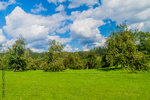 Apple trees in Turaida Museum Reserve  Latvia