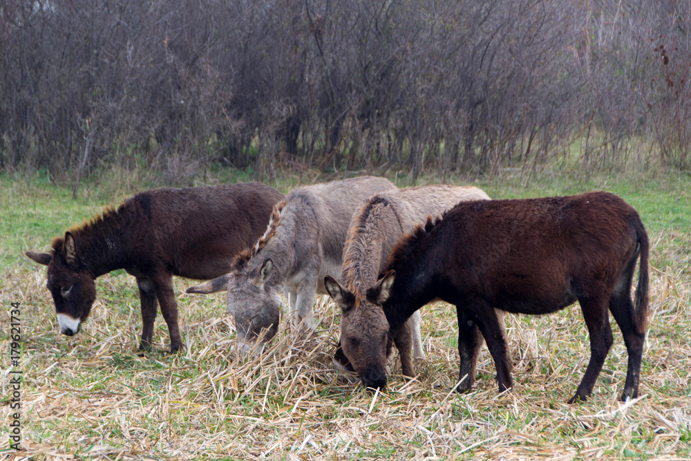 Donkeys in a national park Donkeys in a national park