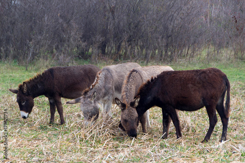 Donkeys in a national park