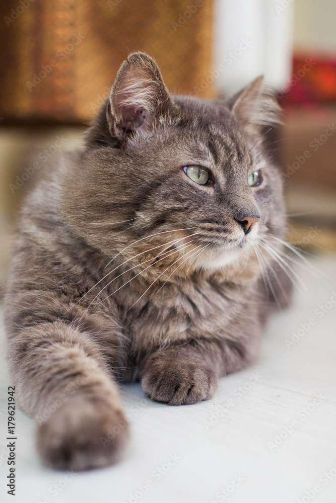 Profile of a tabby grey cat  laying on the floor