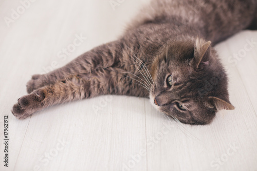 Grey tabby cat lying on the floor 