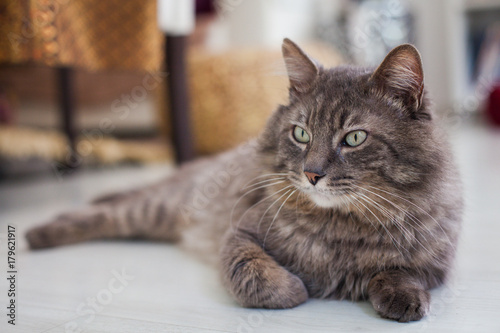 Grey tabby cat at home