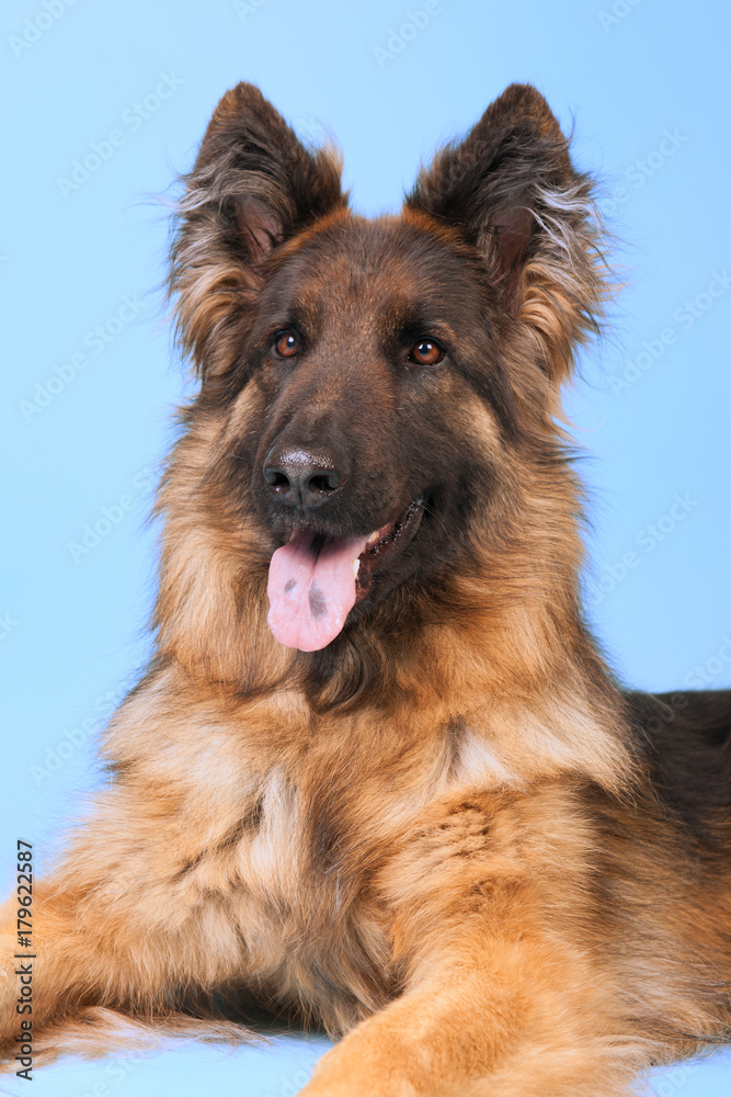 German shepherd dog German shepherd dog