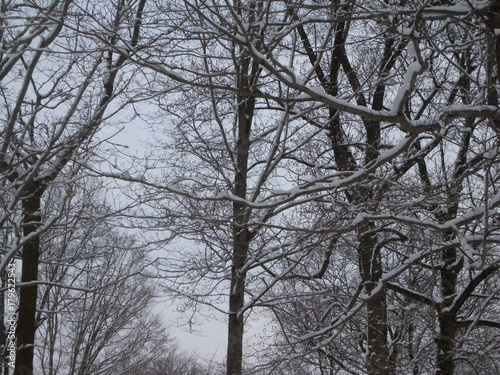 bare trees covered with snow © Michele