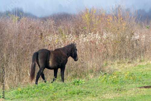 Wild mountain horses