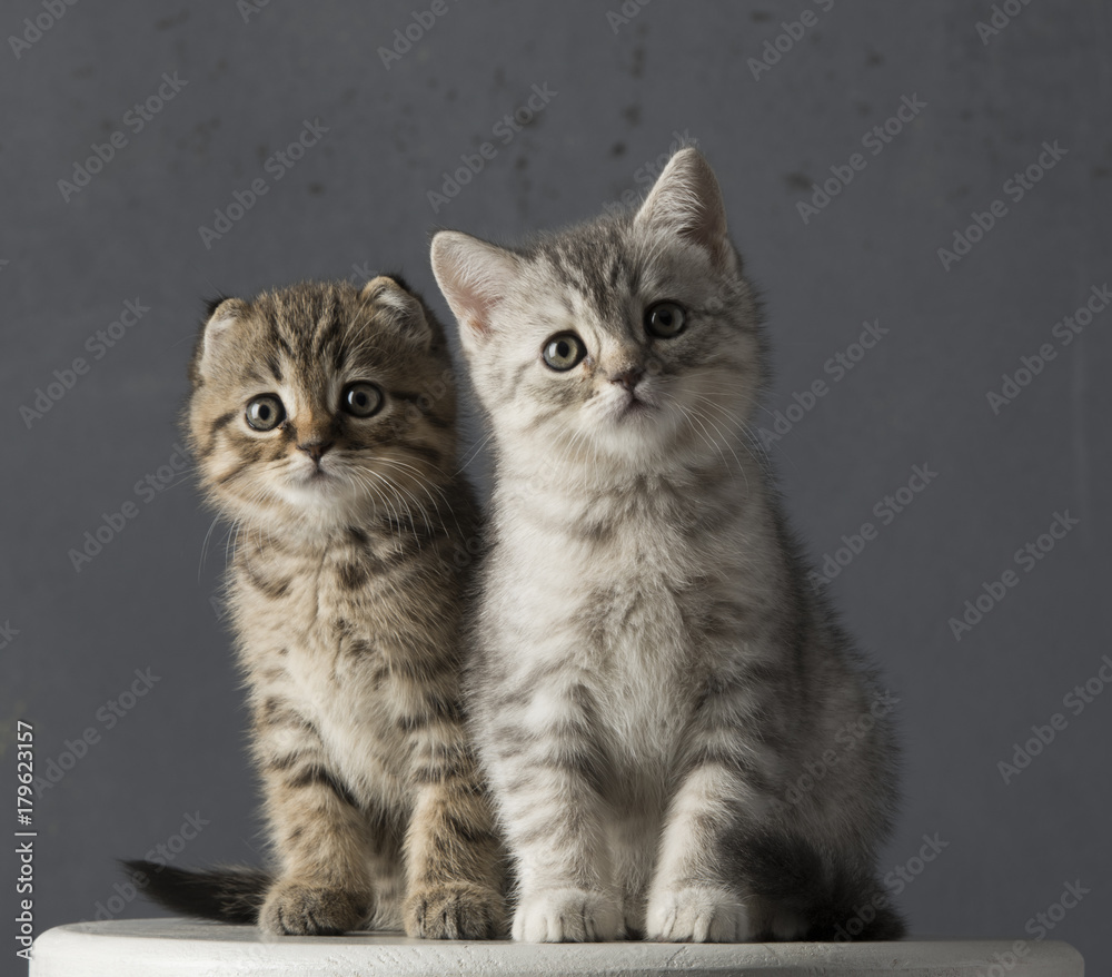 Portrait of the delicate kitten of a Scottish Fold cat on a gray background, looking attentively and amazedly