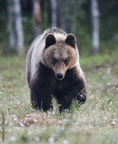 Brown bear in the finnish taiga (matte style)