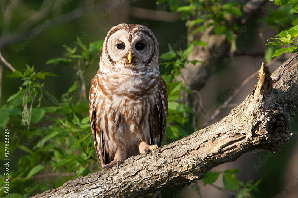 Barred Owl in a tree Barred Owl in a tree