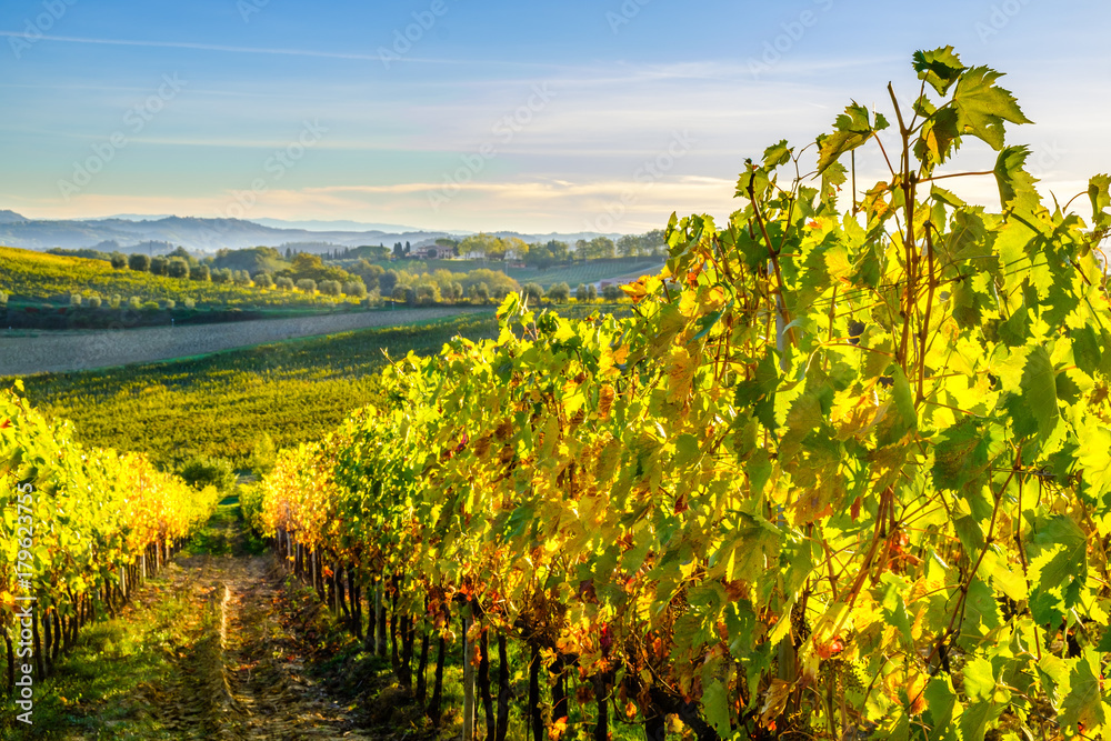 View of Tuscany vineyard in nice sunlight in Autumn