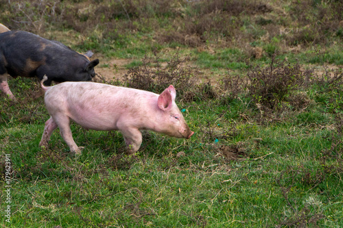 Mangulitsa pig and her pigs