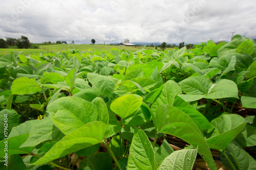 Mung bean cultivation in agriculture photo