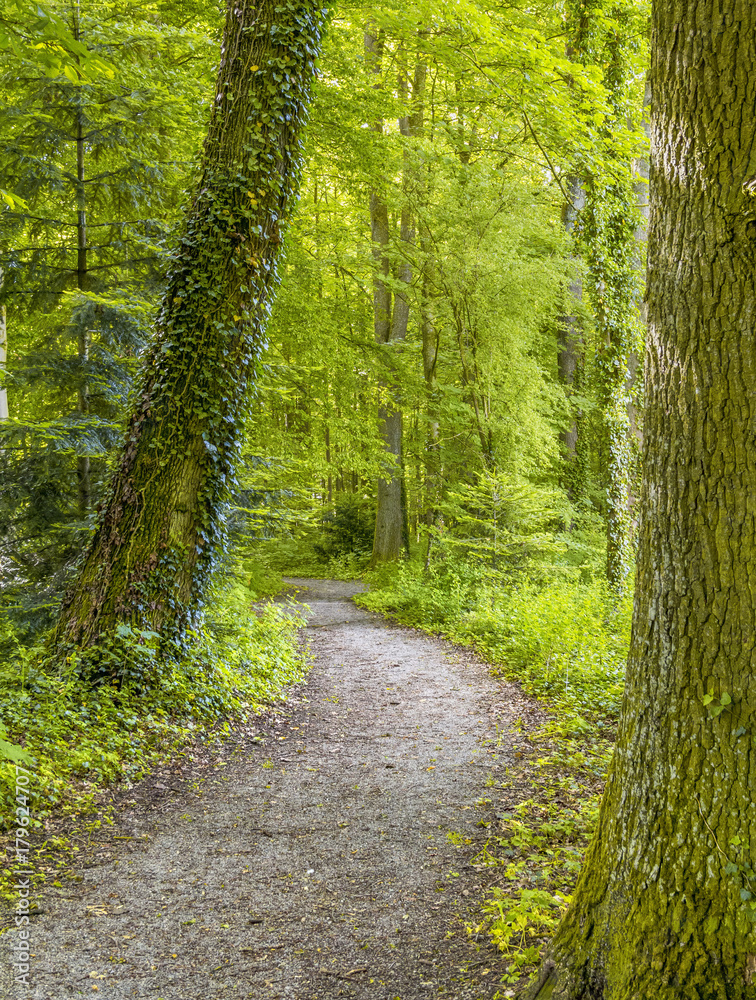 Obraz premium idyllic forest scenery