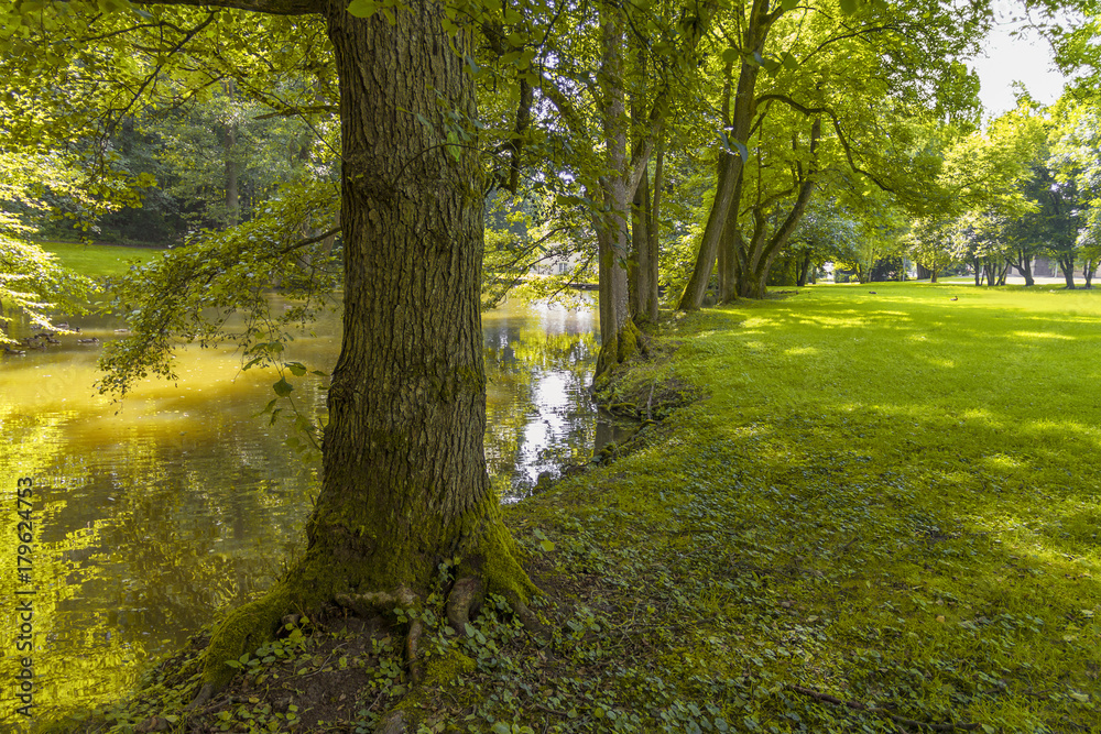 Obraz premium idyllic park scenery