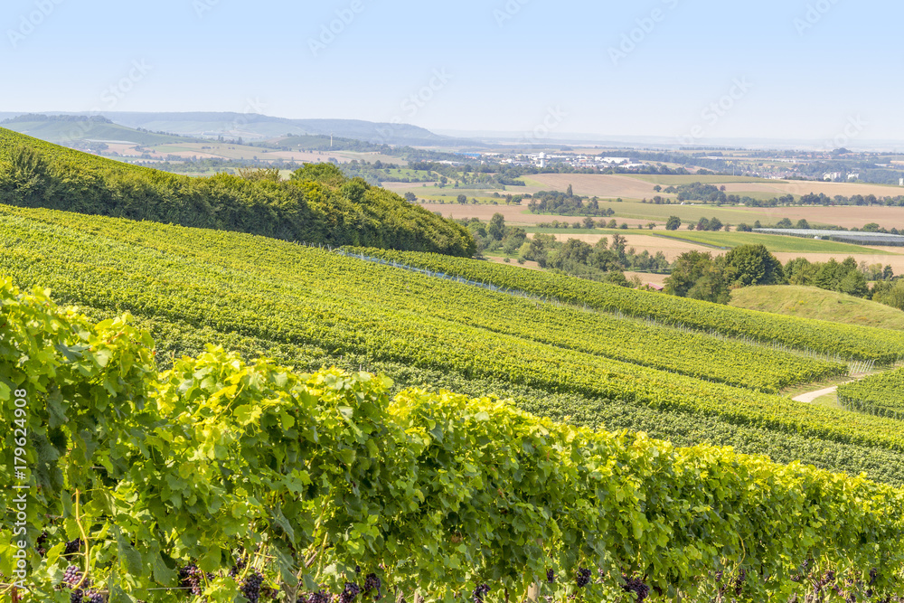 winegrowing scenery in Hohenlohe