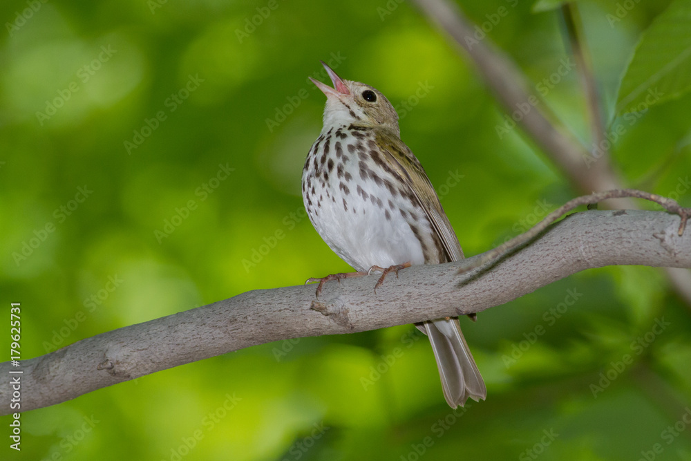 Ovenbird singing Ovenbird singing