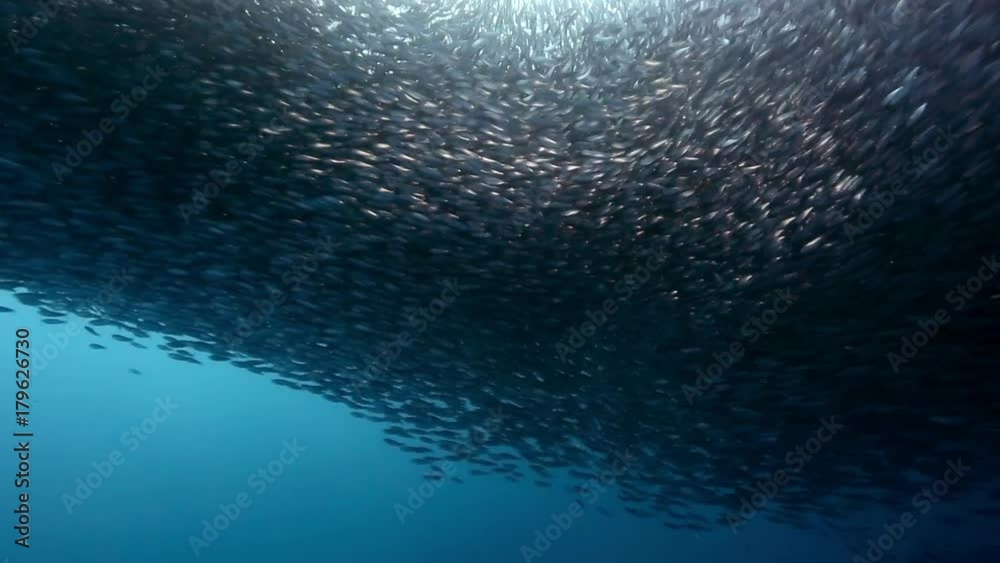 Gigantic shoal of sardines silhouette light show underwater