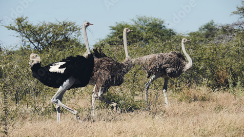 Ostriches, matte style photo