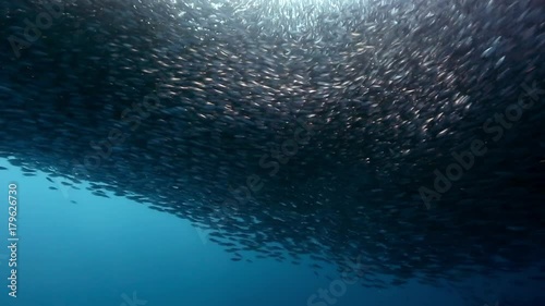Gigantic shoal of sardines silhouette light show underwater