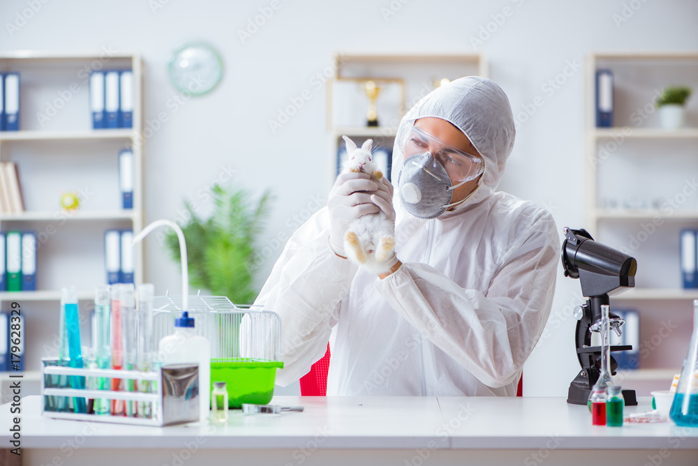 Scientist doing animal experiment in lab with rabbit Scientist doing animal experiment in lab with rabbit